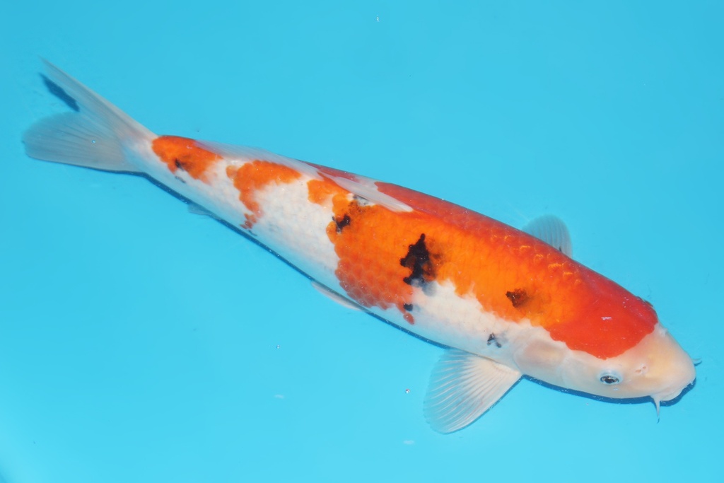 345068 41cm桃太郎大正二才母鱼A8c1000  IMG_6452.JPG