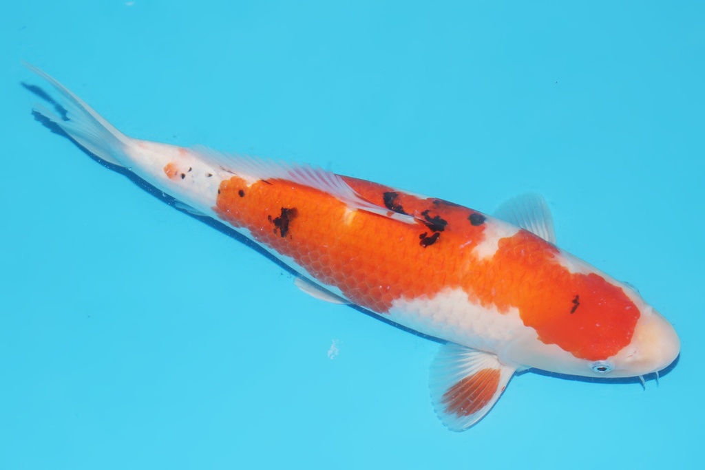 345069 39cm桃太郎大正二才母鱼A8c1000 23.12AC#114 菠萝皇后 IMG_6475.JPG