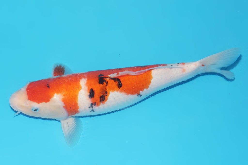 345069 39cm桃太郎大正二才母鱼A8c1000 23.12AC#114 菠萝皇后 IMG_6465.JPG