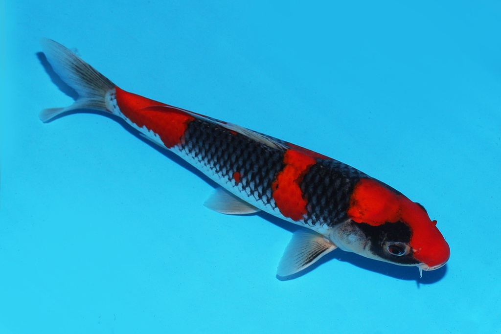 345070 30cm菅野五色当才公母不明P6c137 IMG_6640.JPG