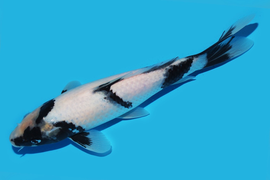 345071 27cm尾形白写当才母鱼P4c300 IMG_6586.JPG