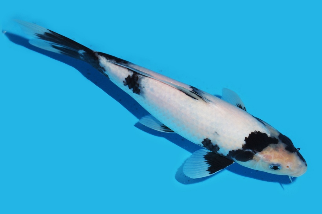 345071 27cm尾形白写当才母鱼P4c300 IMG_6583.JPG