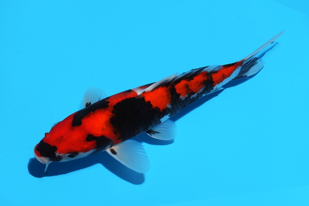 345073 25cm谷口昭和当才公母不明P10c300 IMG_6820.JPG