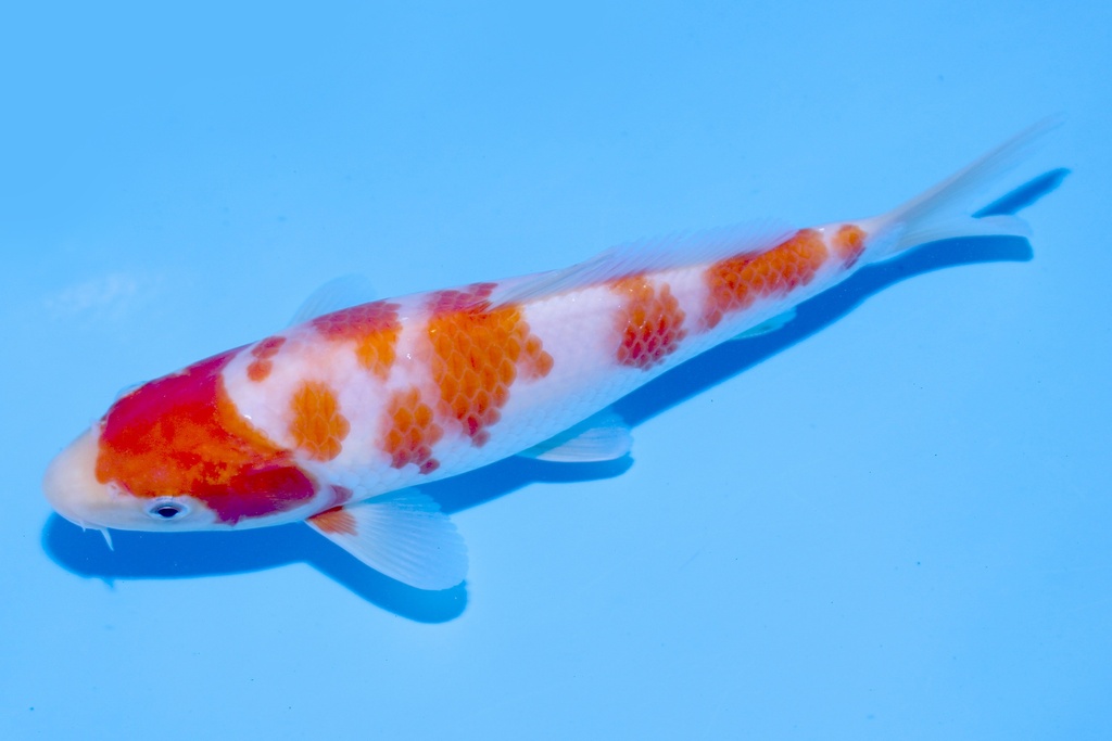 345076 21cm 野上产 红白 当才 公母不明E3C260 AIMG_9009.JPG