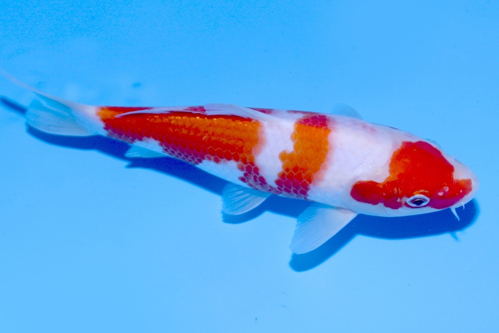 345077 20cm野上产红白当才公母不明E3C260  B.JPG