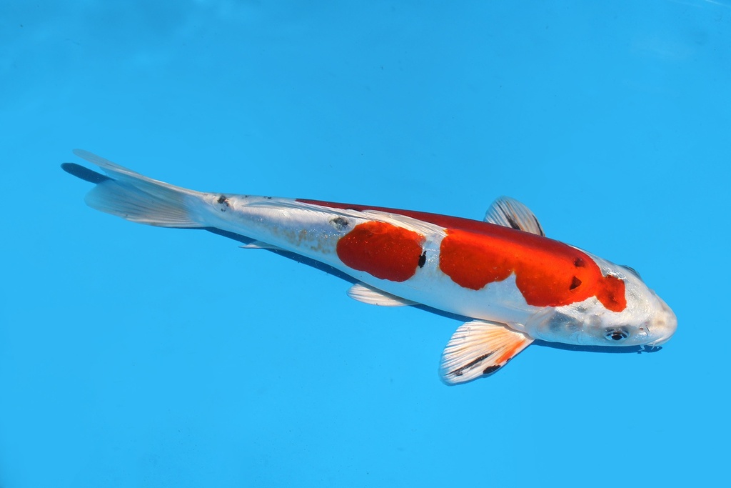 345086 28cm尾形大和锦当才母鱼P12c210 IMG_6845.JPG