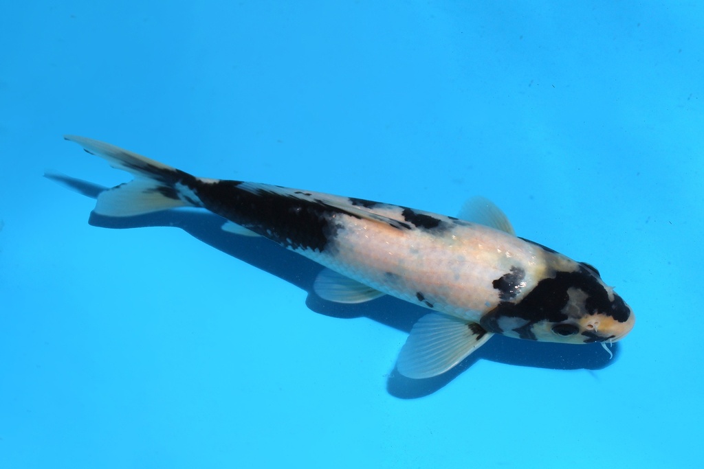 345089 23cm尾形白写当才公母不明P12c210 IMG_6909.JPG