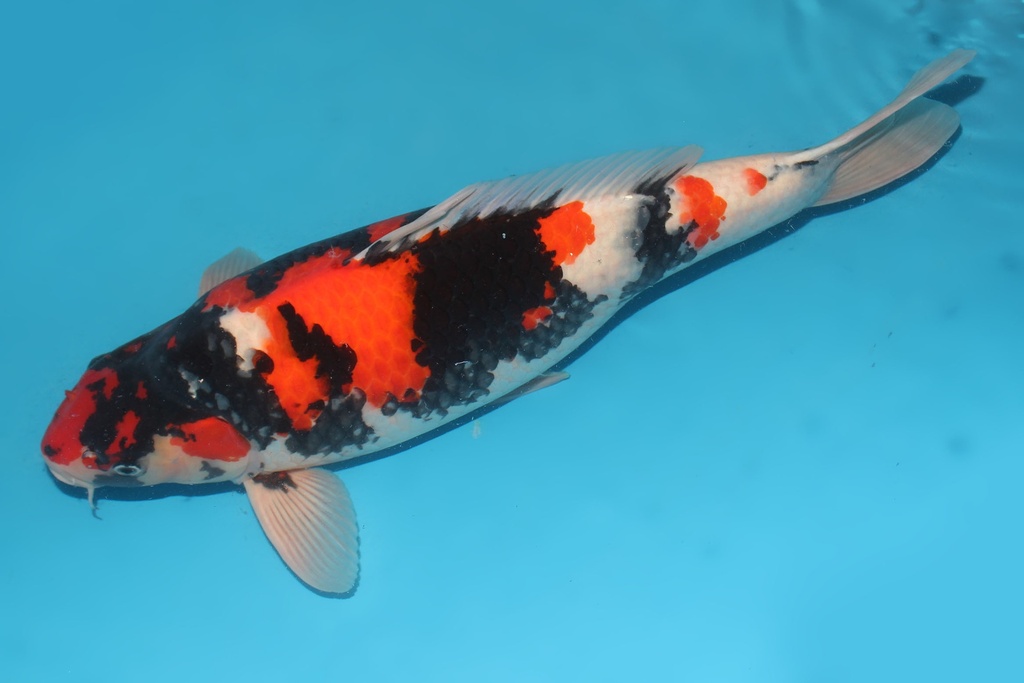 345005 64cm大日昭和三才母鱼G5c2000  IMG_5897.JPG