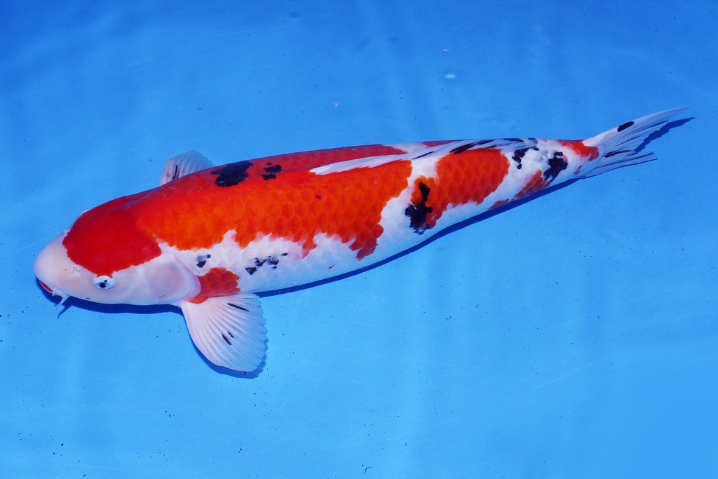 345029 尾形产 大正 三才 66cm 雌性-2.JPG