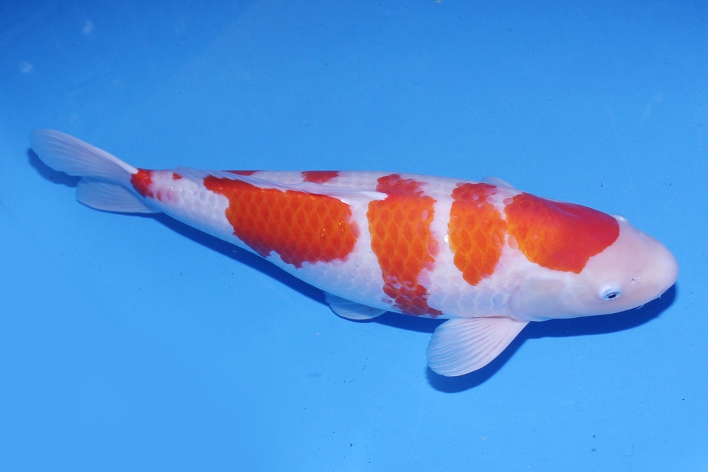 345030 桃太郎产 红白 三才 62cm 雌性-2.JPG