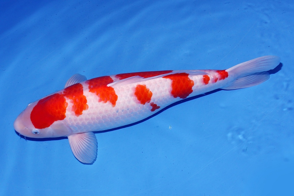 345030 桃太郎产 红白 三才 62cm 雌性-1.JPG