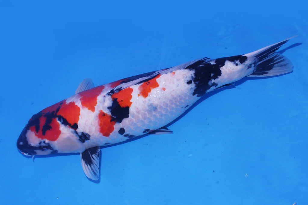 345002 大日产 昭和 三才 66cm 雌性-2.JPG