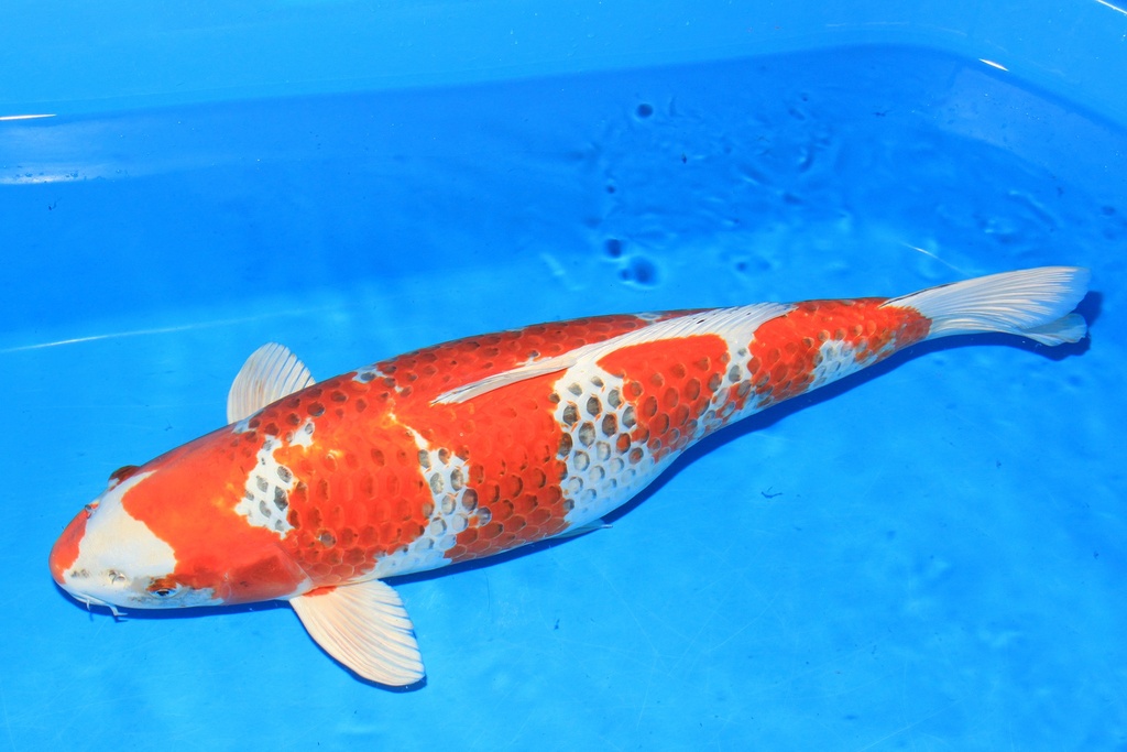 346006 72cm 桃太郎产 四才 雌性 C5500 H8-b.JPG