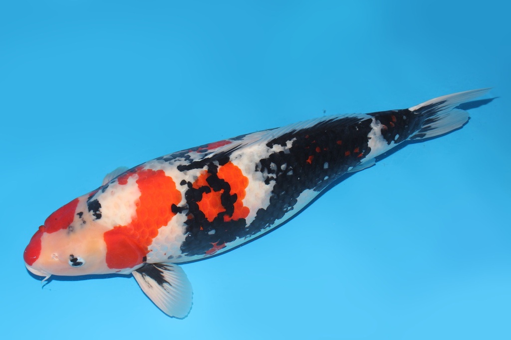 346007 69cm尾形昭和三才母鱼G6c5500 23.11尾形即卖会 IMG_5204-a.JPG