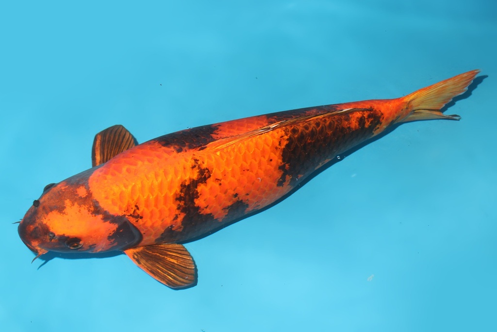 346012 69cm诚太郎金黄写四才母鱼G6c4000 IMG_5653 -2.JPG