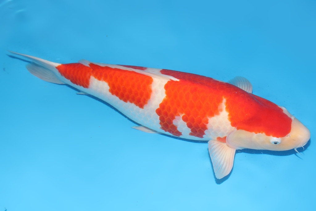 346015 66cm桃太郎红白四才母鱼G2  C3000 IMG_4759-1.JPG