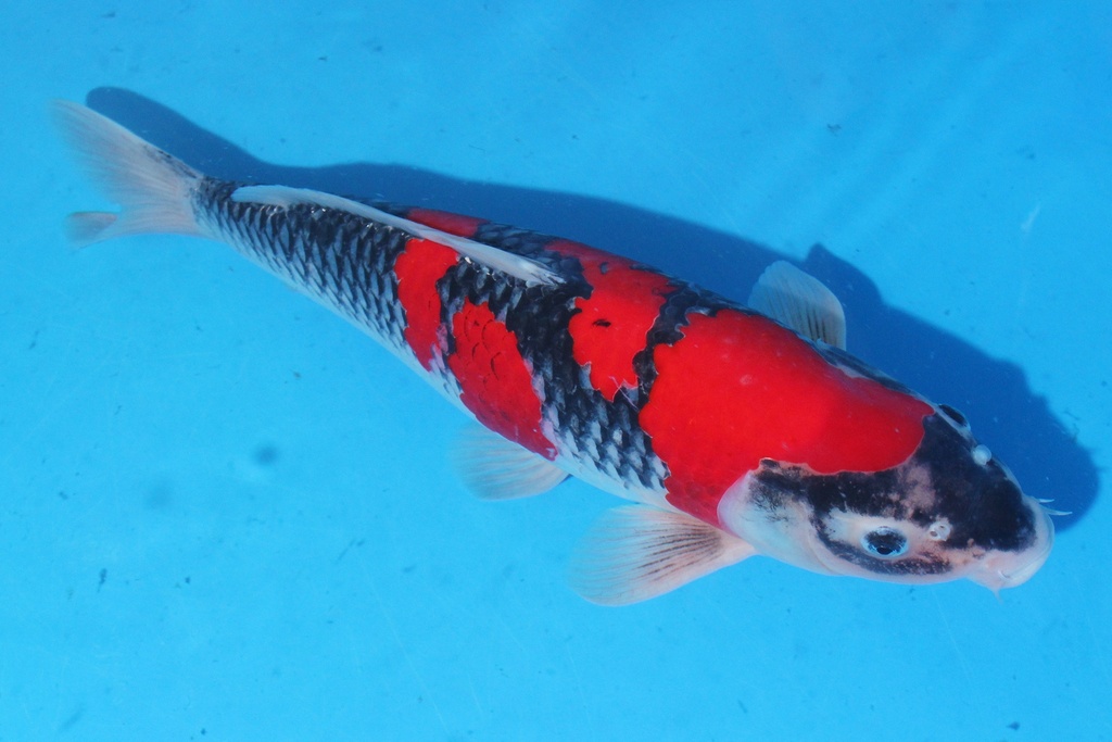 346017 53cm 谷口产 二才 雌性 C3300 C2-1.JPG