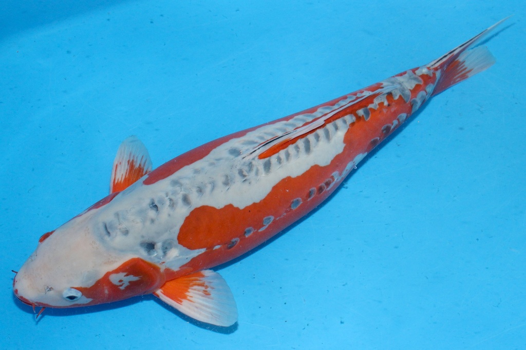 346019 70cm 尾形产 四才 C4300 H8-2.JPG