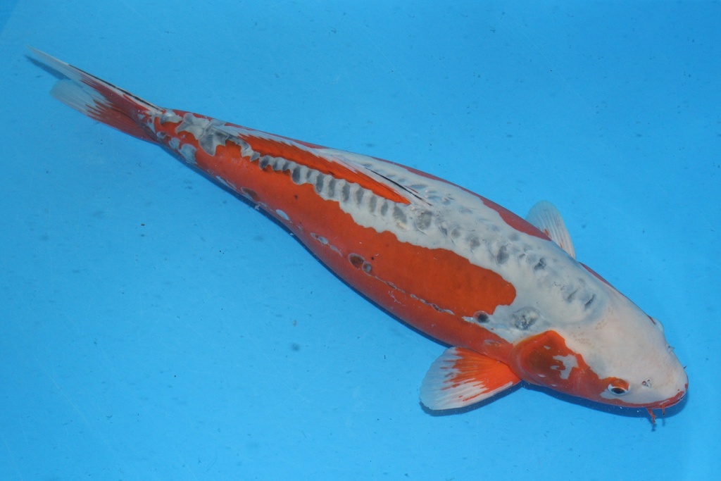 346019 70cm 尾形产 四才 C4300 H8-1.JPG