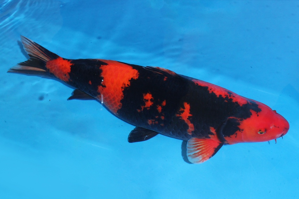 346022 67cm 蓧田产 三才 雌性 C1500 B10-1.JPG