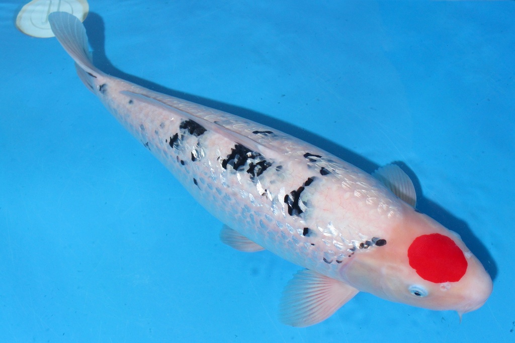 346027 62cm 别府产 四才 雌性 C2500 B10-1.JPG