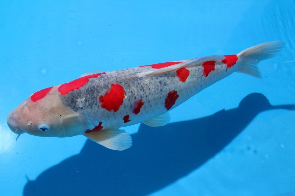 346030 55cm 谷养产 四才 雌性 C4500 B10-1.JPG