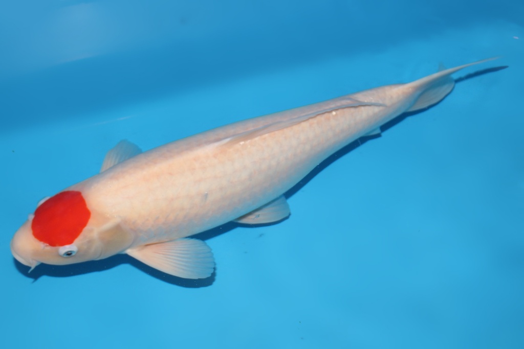 346031 53cm丸重丹顶三才母鱼C2  c2500 IMG_6295-2.JPG