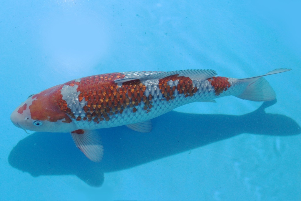 346032 53cm 阪诘产 三才 雌性 C2000 C2-1.JPG