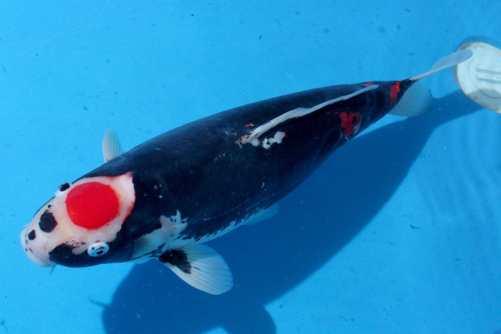 346034 50cm 谷养产 三才 雌性 C1400 C2-2.JPG