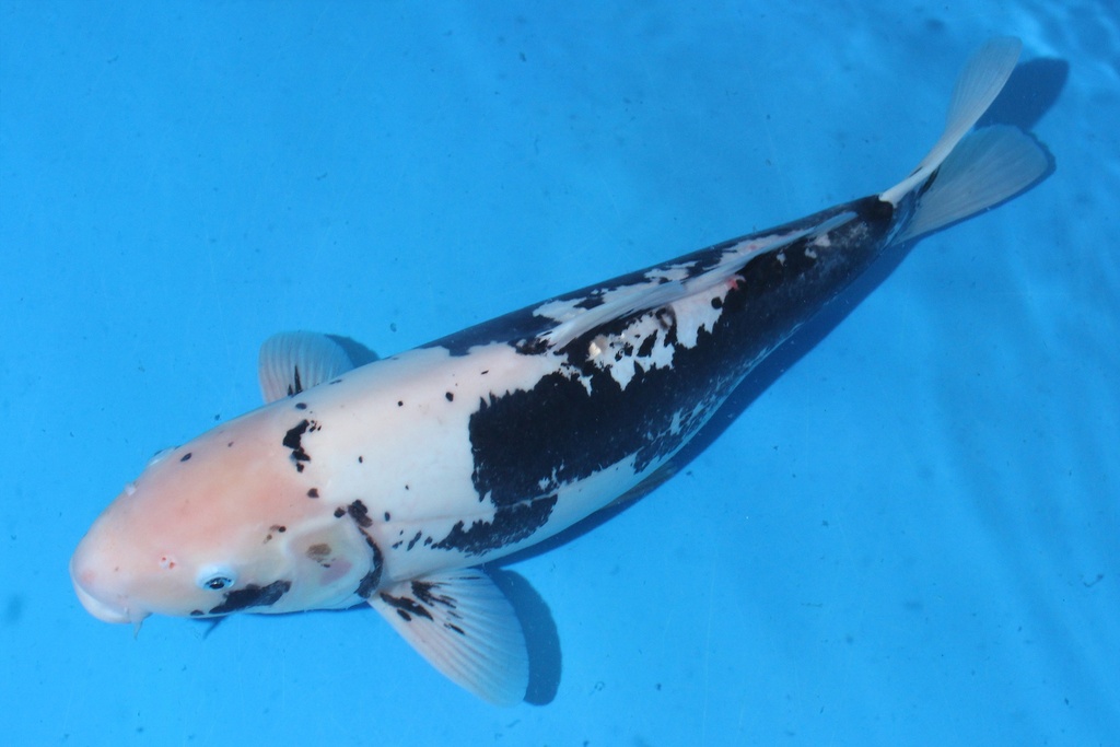 346041 56cm 谷养产 三才 雌性 C2300 C2-2.JPG