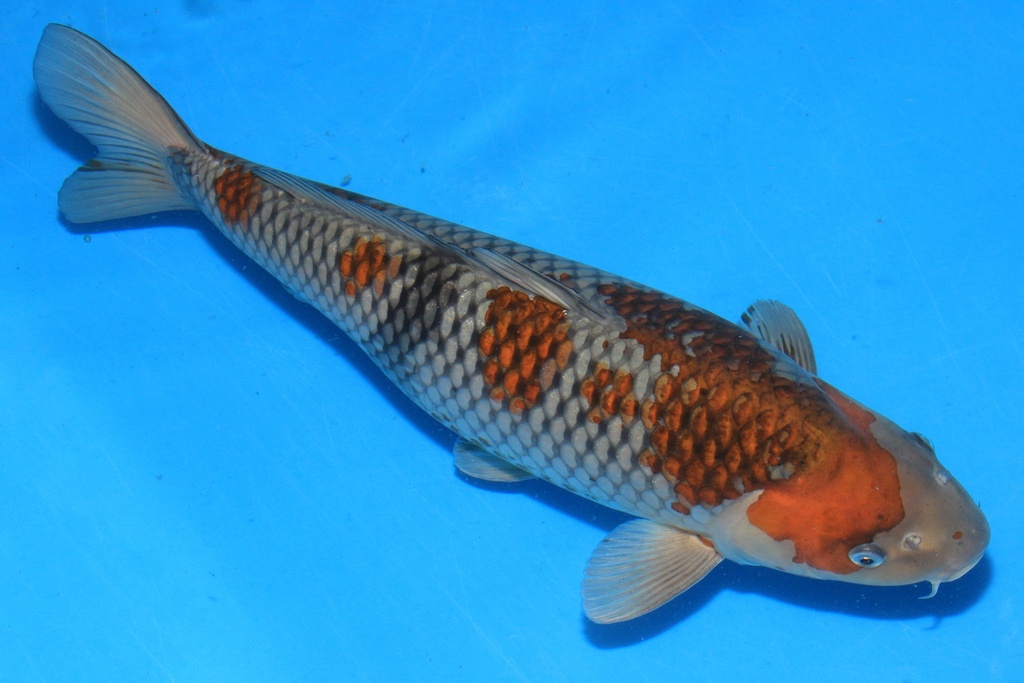 346043 52cm 清十郎产 二才 雌性 C1900 A10-1.JPG