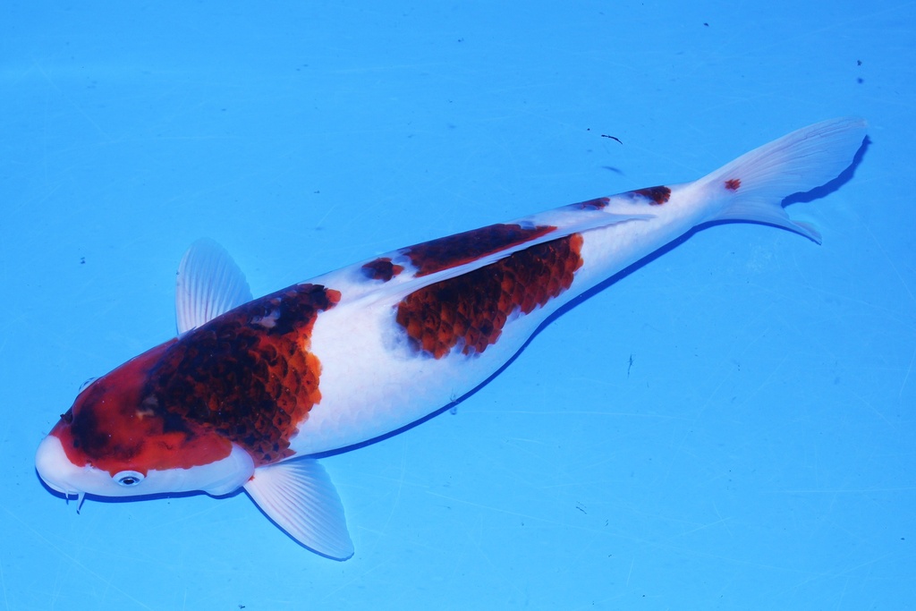 346044 50cm 尾形产 二才 母鱼 C800 P12-2.JPG