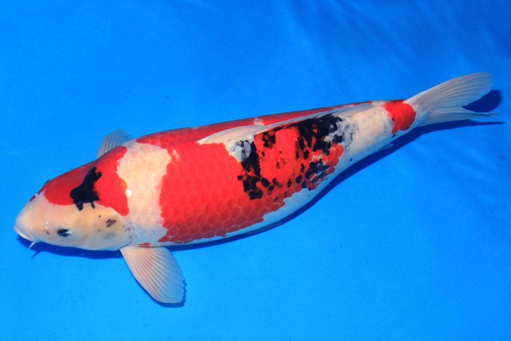 346046 75cm 桃太郎产 四才 雌性 C5000 H8种鱼推介 抱卵弓背-2.JPG