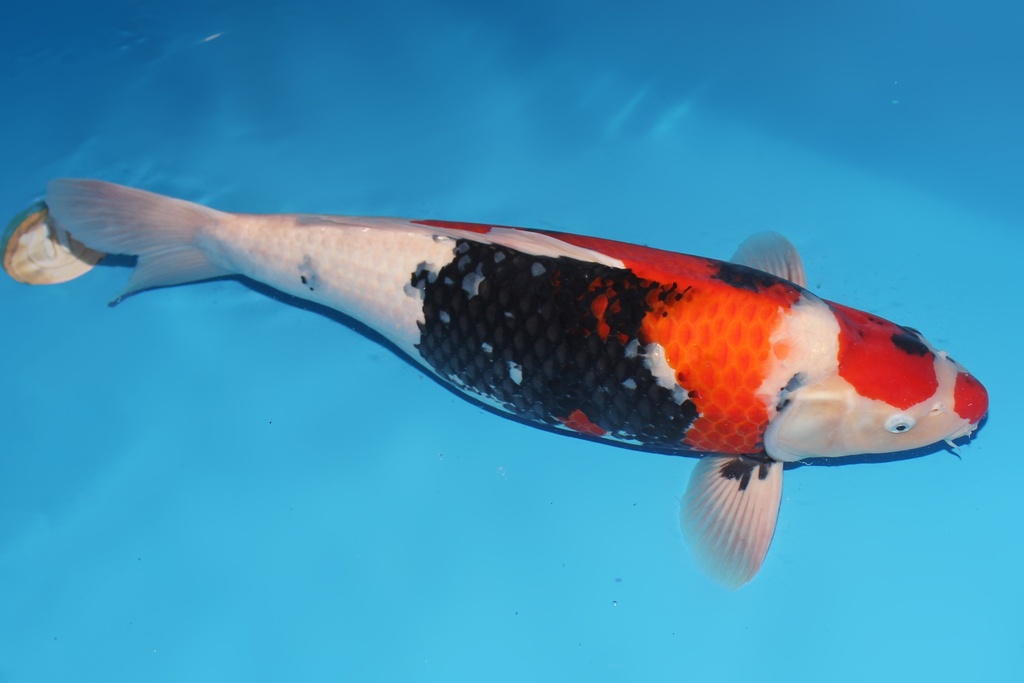 346047 68cm大日昭和三才母鱼G5  c2700 轻歪头 种鱼推介 IMG_0845-2.JPG