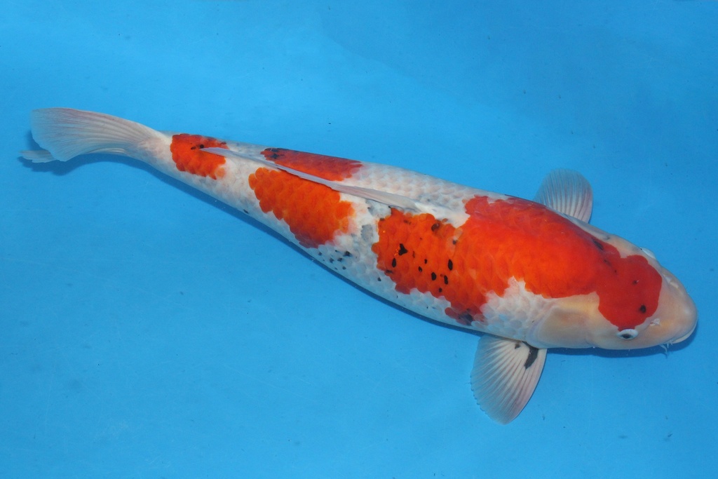 346049 73cm 阪井 四才 雌性 C6000 H8 种鱼推介 轻微偏腹-2.JPG