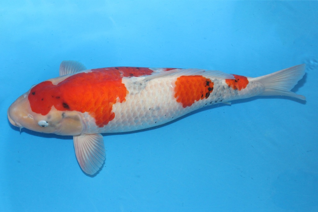 346049 73cm 阪井 四才 雌性 C6000 H8 种鱼推介 轻微偏腹-1.JPG