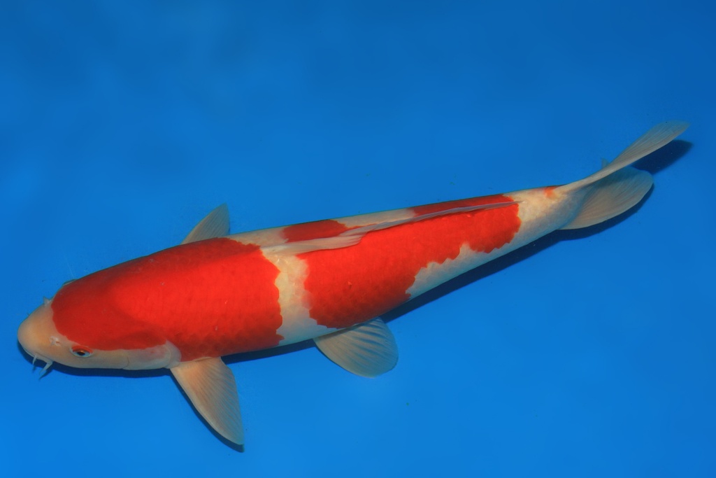 346056 50cm 阪井产 三才 雄性 C500 种鱼推介 A9 枫树-1.JPG