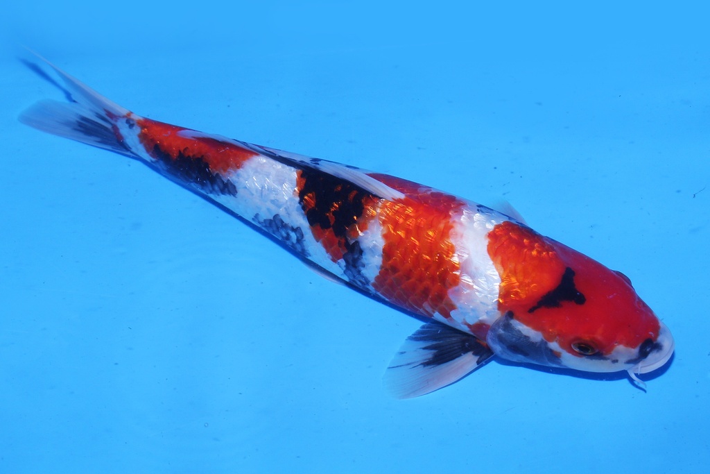 346057 37cm 尾形产 二才 母鱼 C1200 P12-1.JPG