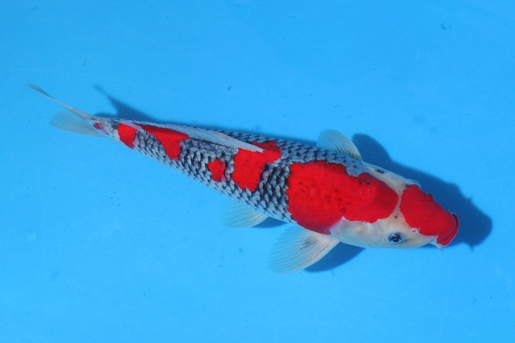 346058 37cm 川上产 二才 雄性 C1000 B9-2.JPG