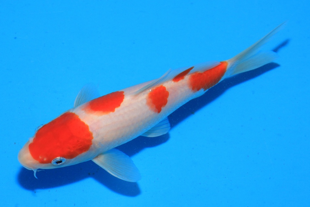 346061 18cm 阪井产 当才 公母不详 C220 P9-1.JPG