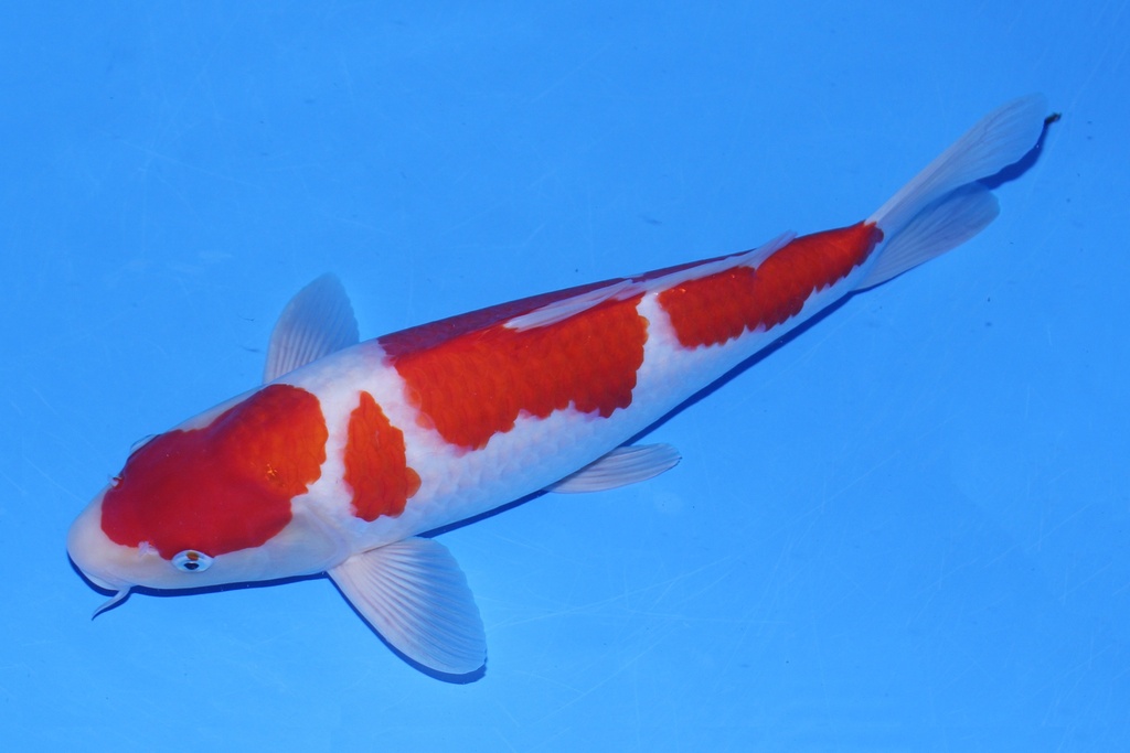 346065 43cm 尾形产二才 公鱼 C1400 P12-2.JPG