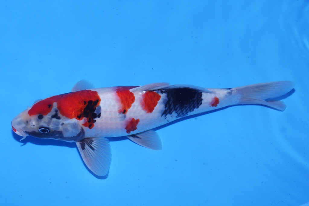 346067 37cm 尾形产 二才 公鱼 C800 P12-2.JPG