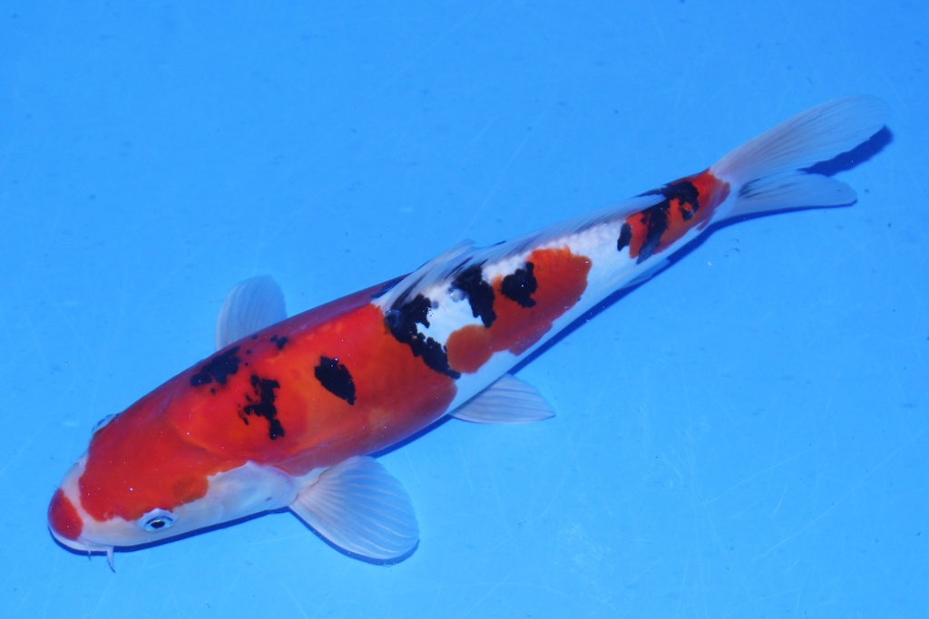 346068 36cm 尾形产二才 母鱼 C800 P12-1.JPG