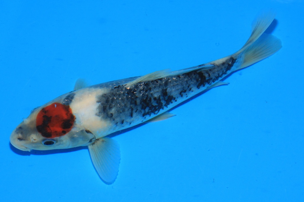 346078 23cm 尾形产 当才 公母不详 C268 左2-2.JPG