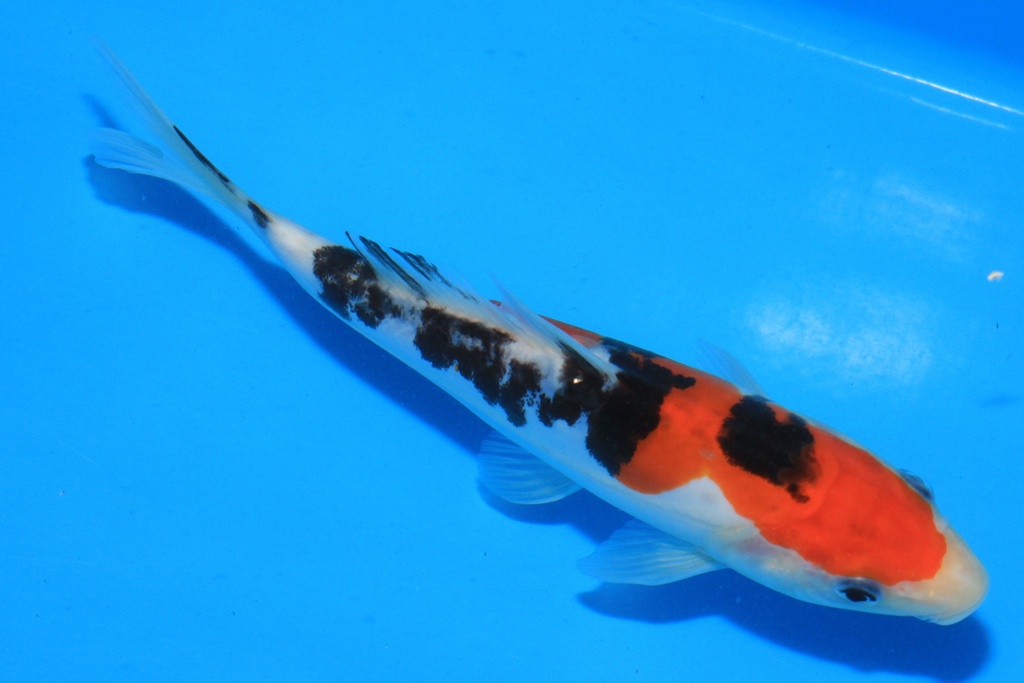 346079 18cm 大石产 当才 公母不详 C350 P7IMG_2285-2.JPG