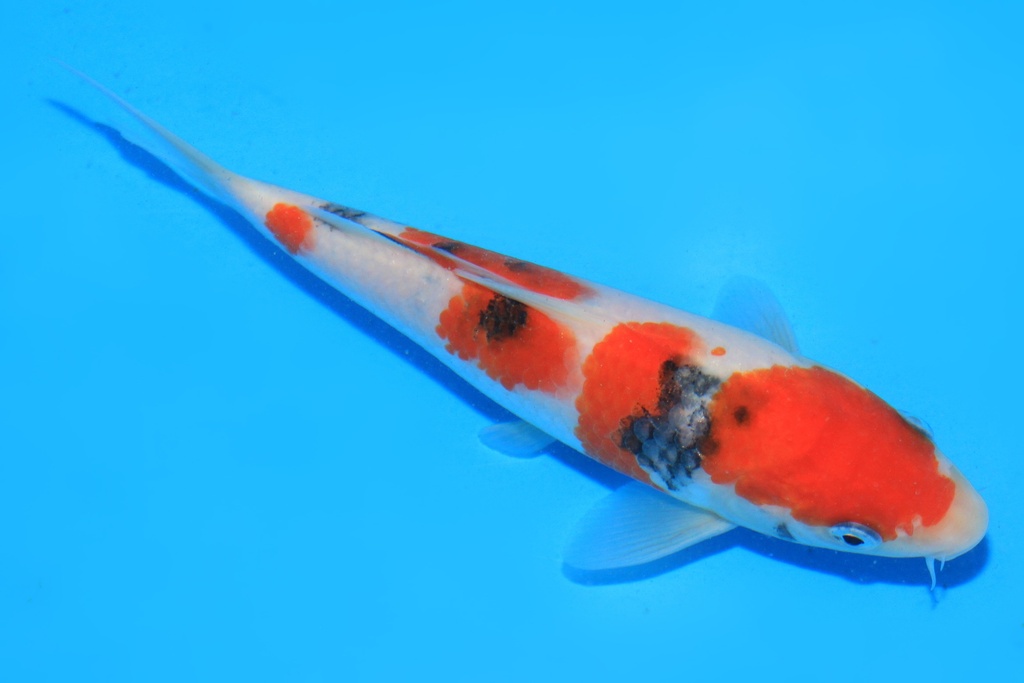 346081 17cm 阪井产 当才 公母不详 C220 P9IMG_2167-2.JPG