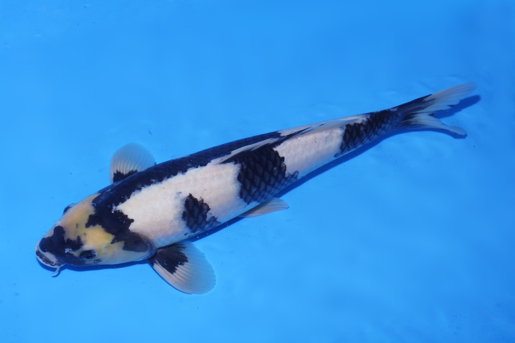 346083 42cm 尾形产 二才 公鱼 C1000 P12-2.JPG