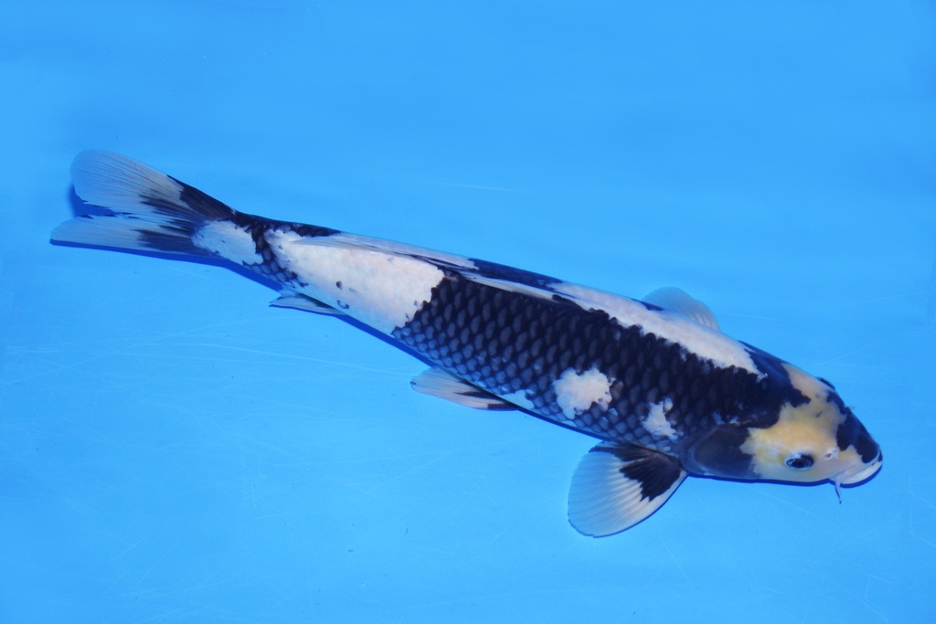 346083 42cm 尾形产 二才 公鱼 C1000 P12-1.JPG