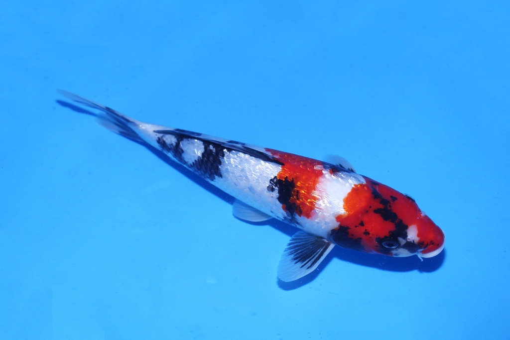 346084 32cm 尾形产 当才母鱼 C500 P12-2.JPG