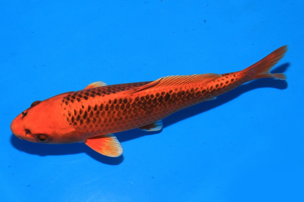 346085 28cm 尾形产 当才 雄性 C300 S4下-2.JPG